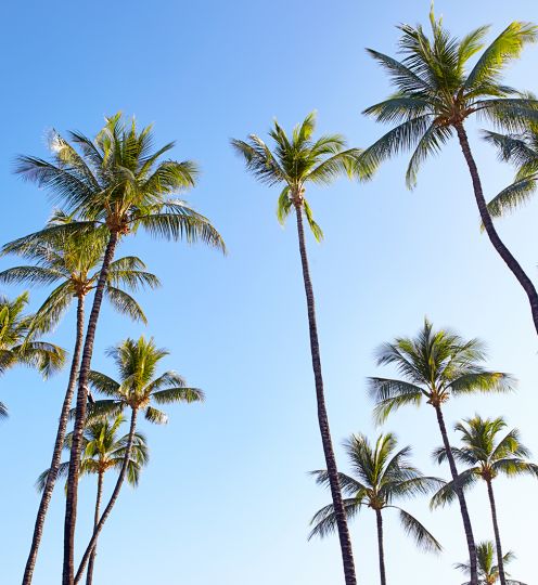 palm trees against a clear blue sky