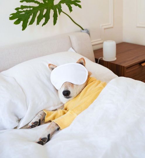 dog in robe and eye mask sleeping in bed 