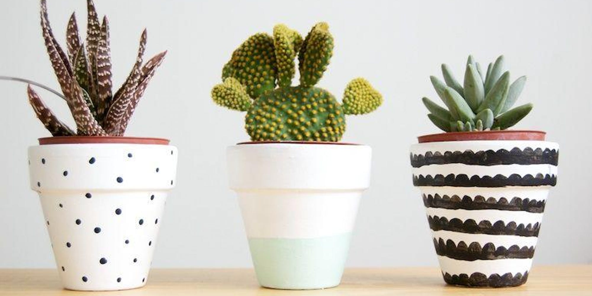 Three hand painted pots with succulents 