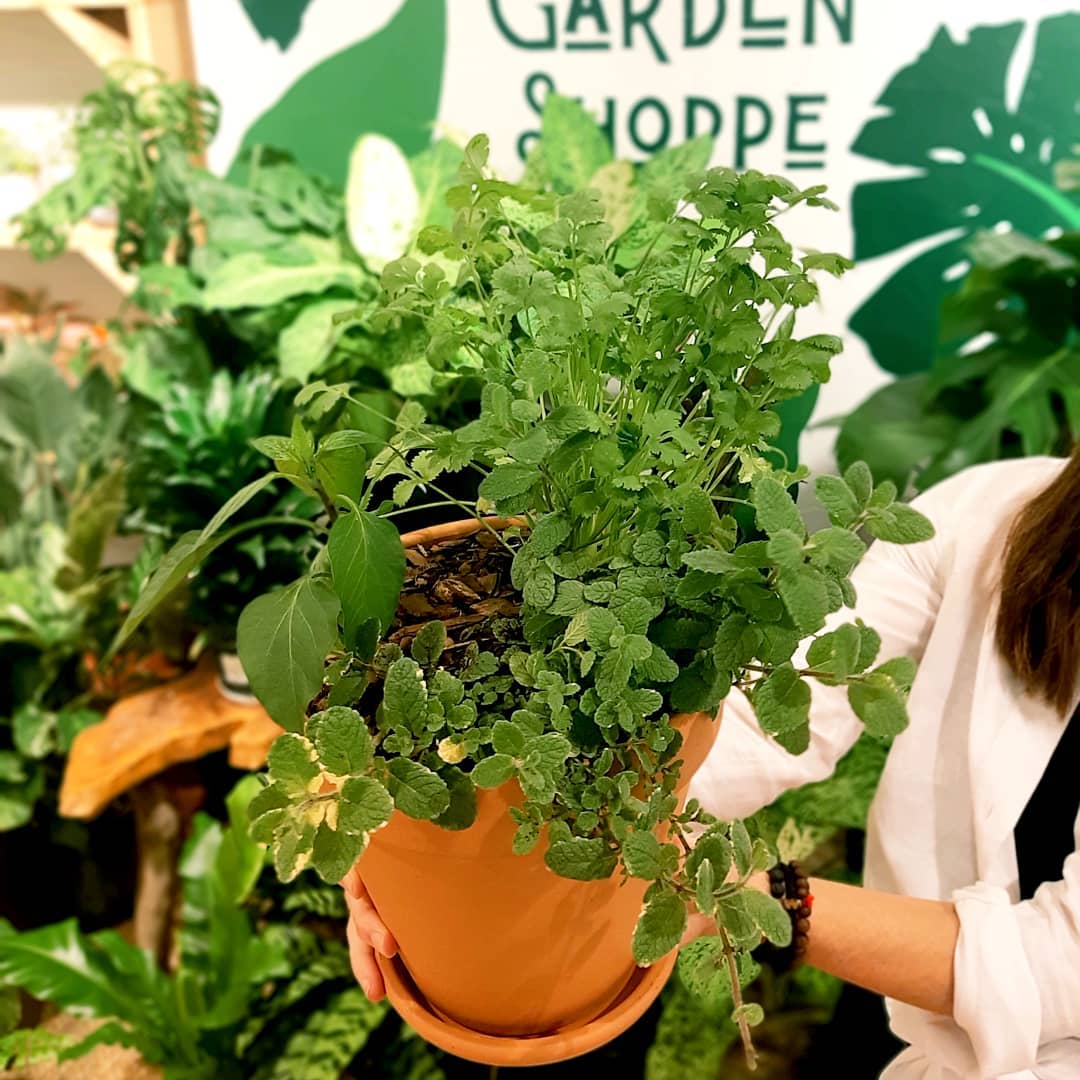 A terracotta pot of veggies