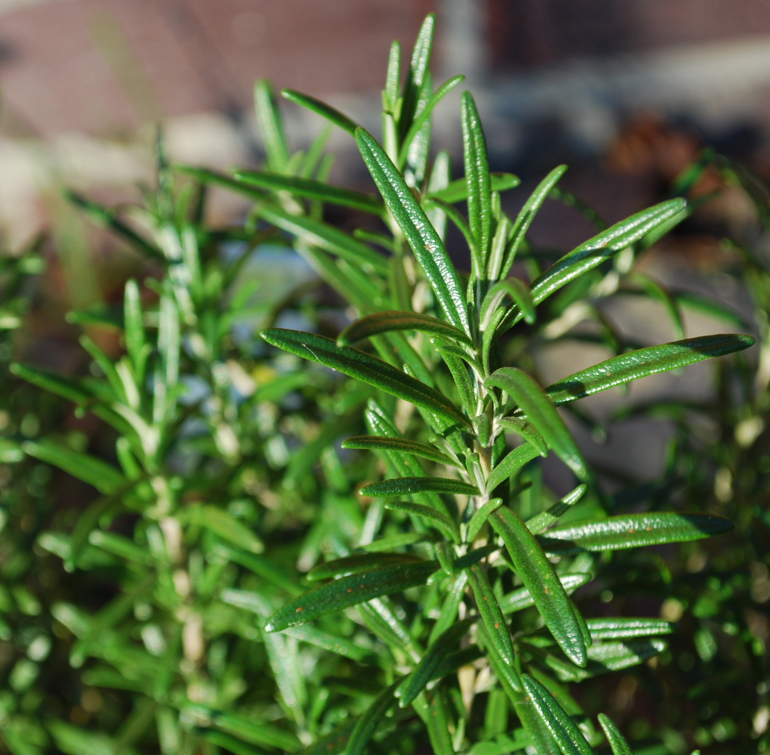 rosemary plant