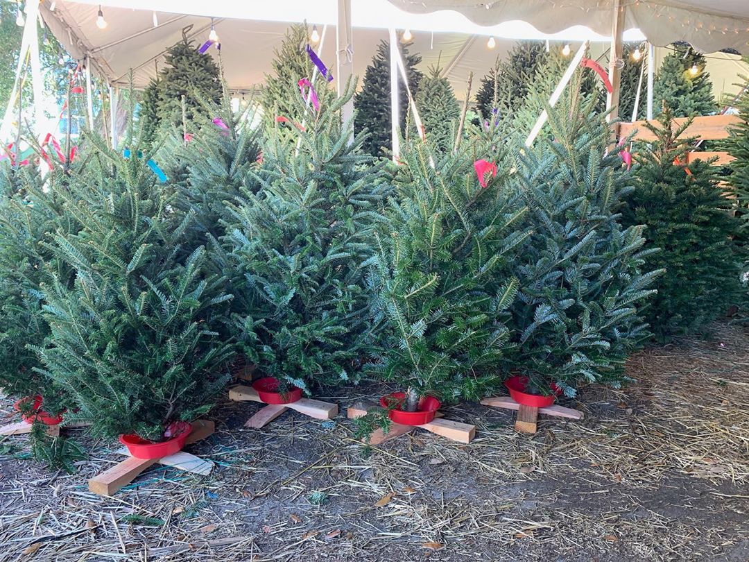 Christmas Tree stand