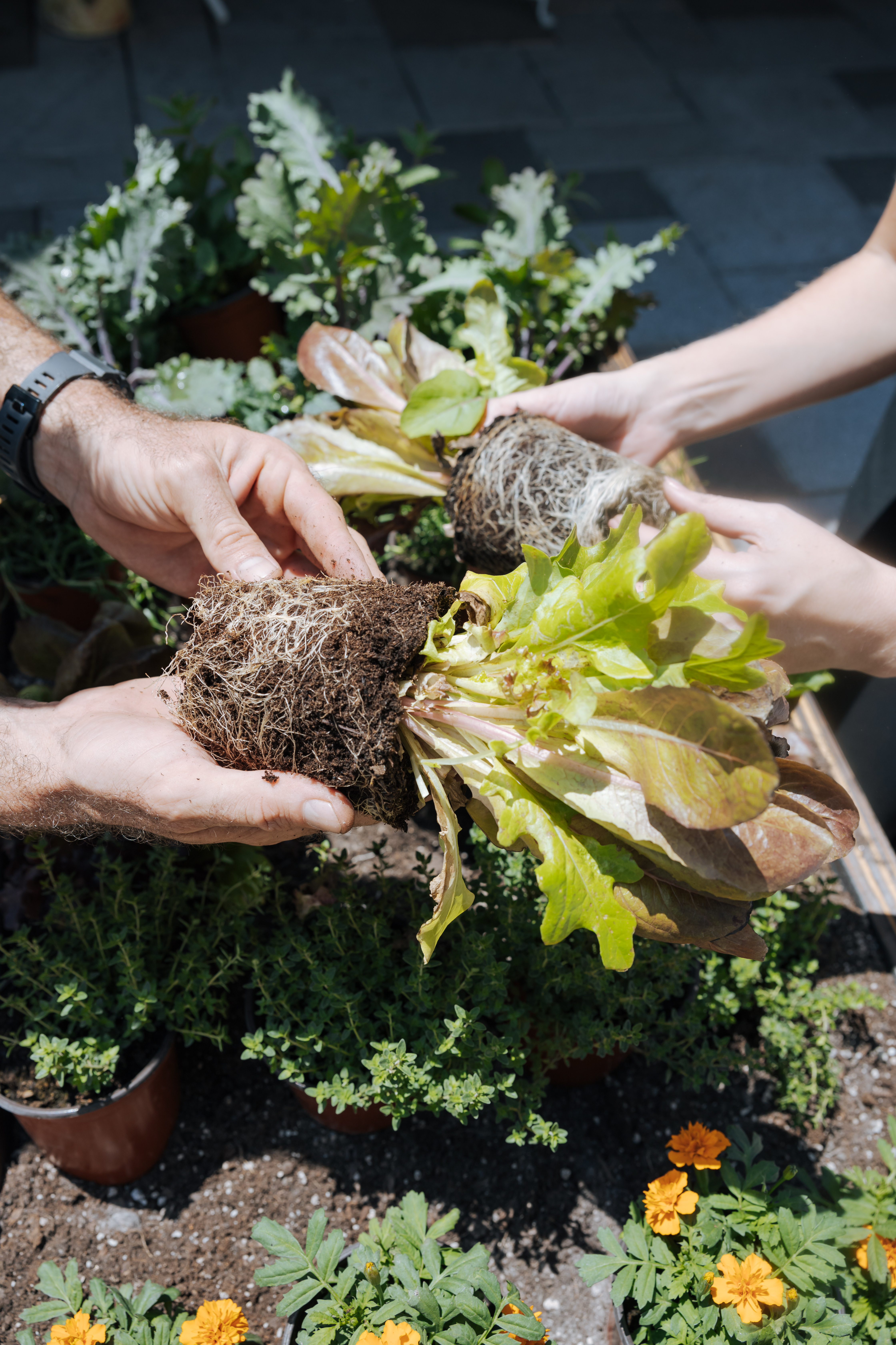 People plants veggies into a garden bed