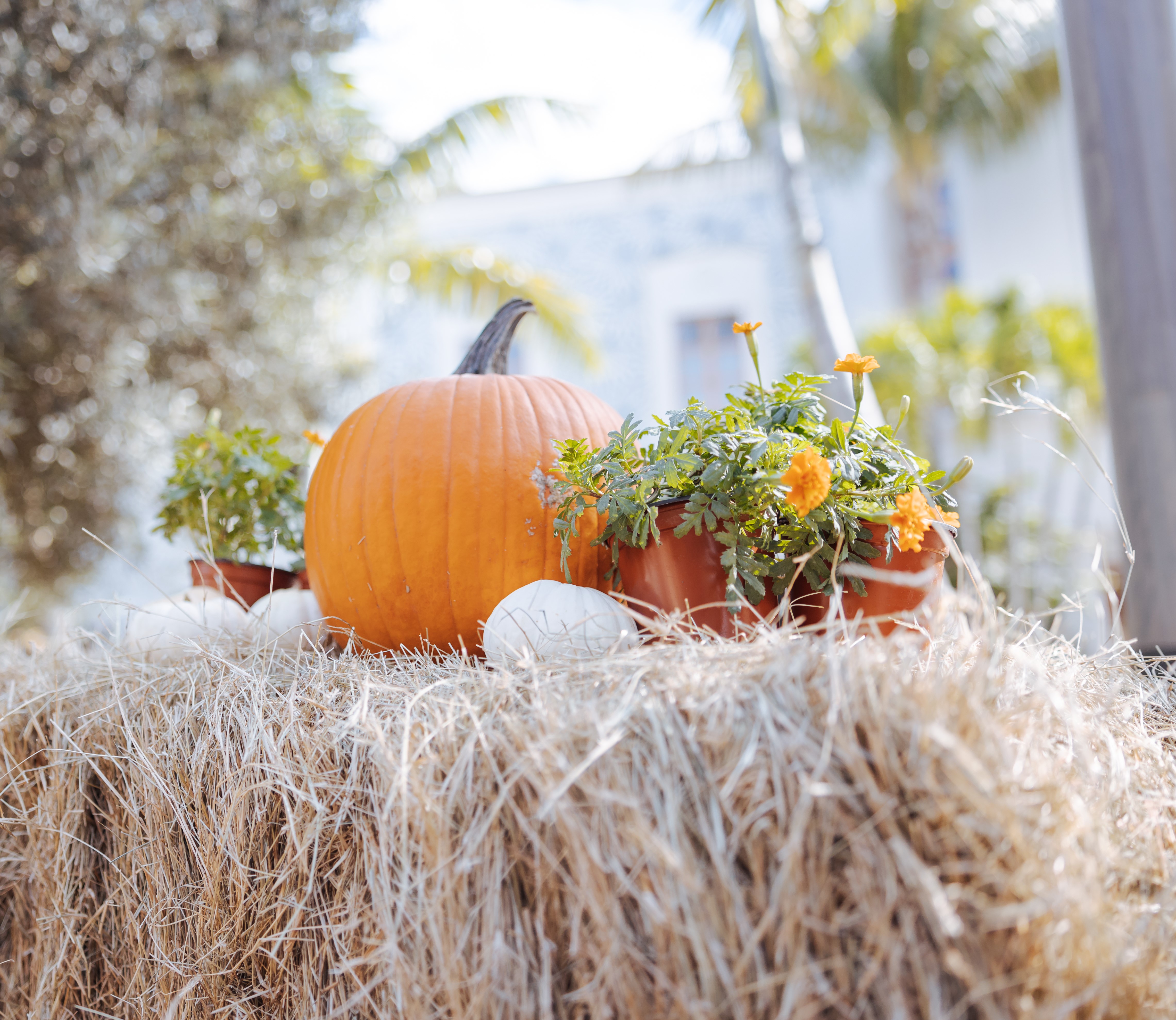 pumpkin on a hay bale