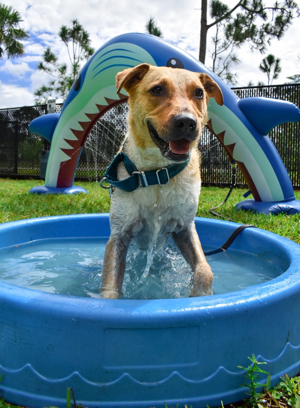 Dog from Peggy Adams Animal Rescue League