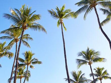 palm trees against a clear blue sky