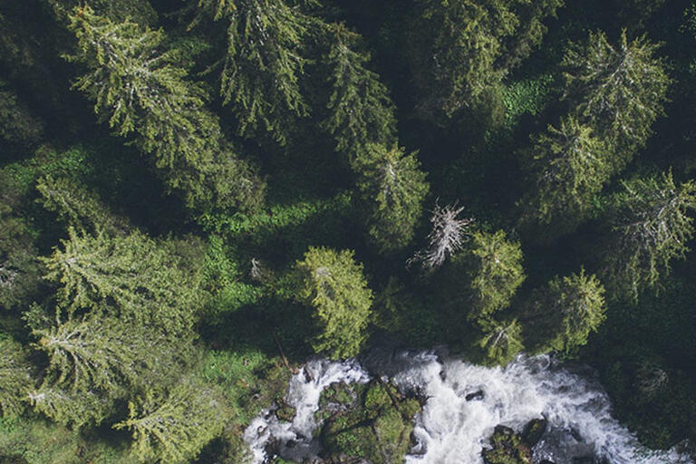 aerial view of evergreen trees
