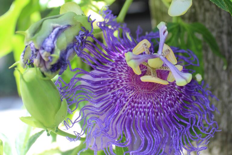 Purple Passion Flower