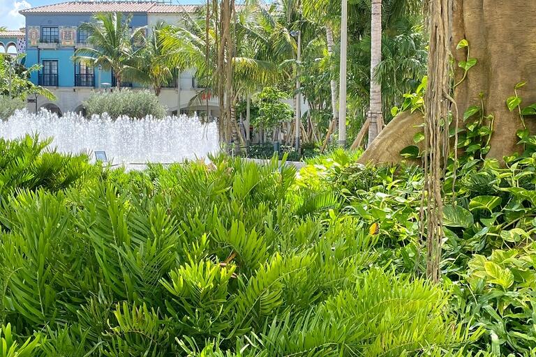 Image of the plant Coontie