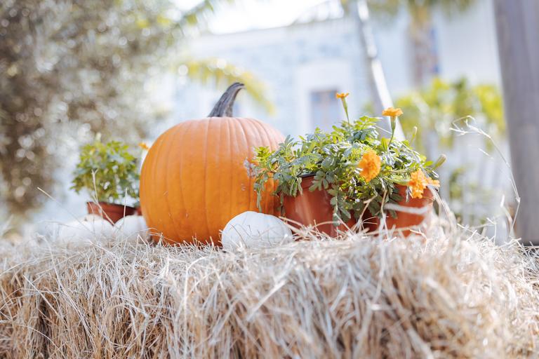 pumpkin on a hay bale
